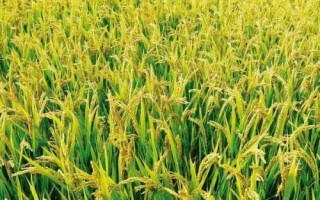 荃兩優(yōu)粵農(nóng)絲苗水稻種子簡介，適時(shí)防治病蟲草害