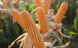京科978玉米種子介紹，在中等肥力以上地塊栽培