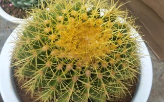 仙人球種多久才可以開花，種2-3年的時(shí)候，就可以開花