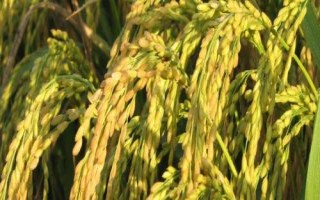 河農(nóng)絲占水稻種子介紹，晚造7月中旬播種