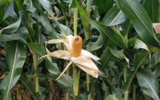 沃玉835玉米種子簡(jiǎn)介，適宜密度為5000株/畝左右