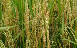 野香優(yōu)2998水稻種子特點，北部地區(qū)2月中旬前播種