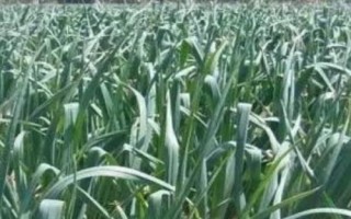 種植大蒜怎么進行水肥管理，施肥原則為基肥為主、追肥為輔