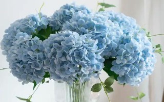 繡球花能擺放在客廳嗎，適合擺放在客廳