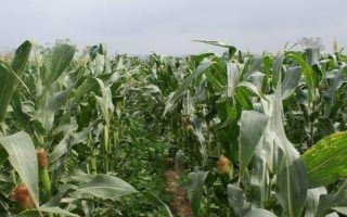 登海662玉米品種的特性，中抗矮花葉病
