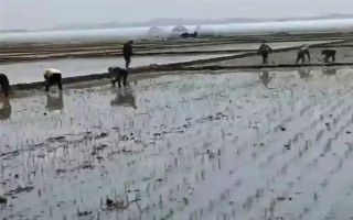 海瓜子怎么養(yǎng)殖，排干水塘再將種苗均勻撒在塘面上