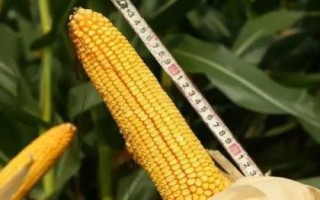強盛212玉米種子特征特性，中抗大斑病