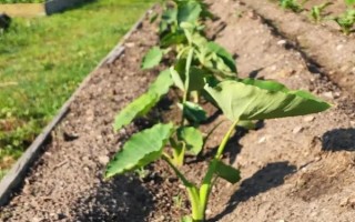 芋頭幾月份培土，每年6月份開始