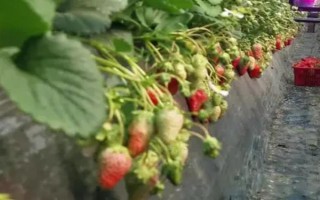 哪些因素會(huì)影響草莓膨大，主要有種子、溫度、光照等5個(gè)原因