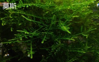 缸里有魚后如何種植水草，首先選擇生長健康、沒有遭受病蟲害的水草