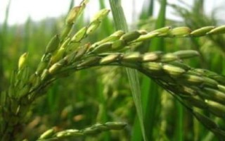 19香水稻種簡(jiǎn)介，全生育期117.3天