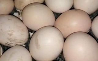 孵化小雞技術(shù)，分自然孵化和人工孵化