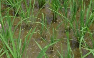 碩兩優(yōu)5號(hào)水稻種簡(jiǎn)介，秈型兩系雜交水稻品種
