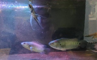 魚能吃什么，不同種類的魚吃的東西不同