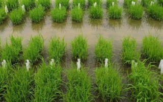 華浙優(yōu)28水稻種簡(jiǎn)介，每畝有效穗數(shù)16.6萬(wàn)穗