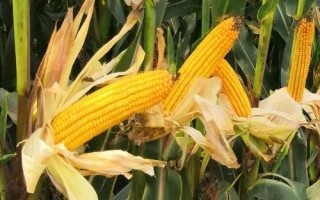 谷神玉3號玉米種子特征特性，生育期129.0天