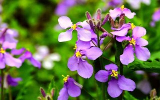 哪些花卉在正月開放，有梅花、水仙花、蟹爪蘭等品種