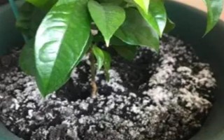 花土長白毛如何處理，可往花盆中噴灑藥物