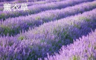 薰衣草和馬鞭草的區(qū)別，薰衣草的花序呈輪傘狀