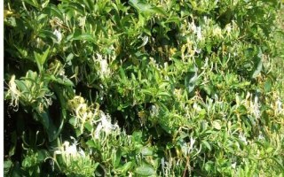 農村熱門的藥材種植項目，枸杞的產量一般更加穩(wěn)定