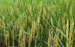 亞兩優(yōu)598水稻種子簡介，每畝有效穗數(shù)16.1萬穗