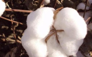 哪些農(nóng)作物在秋季成熟，包括花生、玉米、西紅柿等品種
