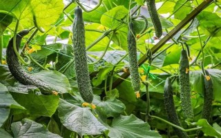 哪些蔬菜可以在6月份種植，適合選擇黃瓜、番茄、豇豆等品種