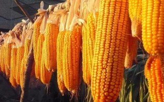 登海662玉米種子介紹，夏播生育期100天