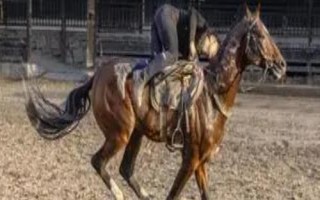 汗血寶馬介紹，其祖先是生長在戈壁地帶的野馬