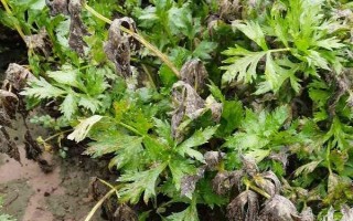 芹菜死苗的原因，原因有腐病、菌核病、黑腐病、猝倒病等