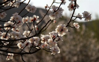 杏花的開(kāi)花時(shí)間，花期在農(nóng)歷的2月份左右