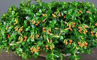 金魚吊蘭簡介，屬多年生草本植物