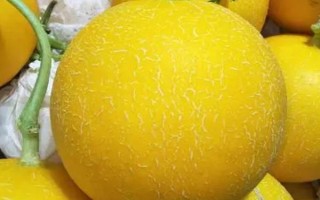 甜瓜的常見品種，常見的有蘭州白蘭瓜、早雪甜瓜等