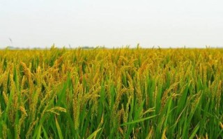 中廣兩優(yōu)2877水稻品種簡介，每畝有效穗數(shù)20.6萬穗