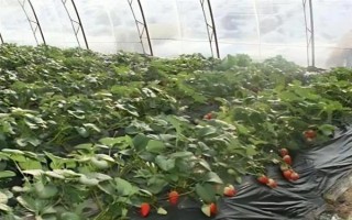 哪些因素會(huì)影響草莓膨大，主要有種子、溫度、光照等5個(gè)原因