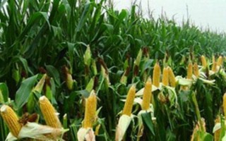 什么品種的玉米種子好，常見的有偉科702、華農(nóng)866等