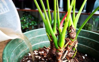夏季怎么對(duì)紅掌澆水，每天均可澆一次