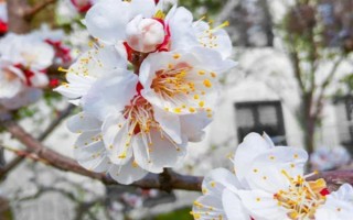 杏花的開(kāi)花時(shí)間，花期在農(nóng)歷的2月份左右