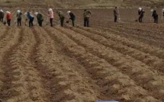 露天草莓種植技術(shù)，每年的3月下旬到4月中旬進(jìn)行