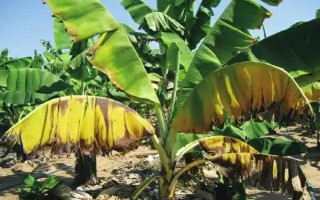 枯萎病發(fā)生的因素，主要是環(huán)境因素和其他生物浸染所致