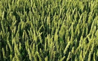 中植7號小麥種子特點，10月中下旬播種