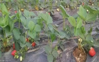12月的草莓能不能吃，12月才開始成熟可以吃