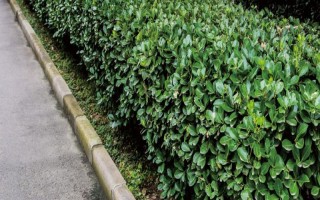 冬青衛(wèi)矛簡介，是常見的庭園觀賞樹種