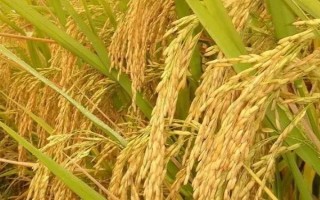 兩優(yōu)2469水稻種子特點(diǎn)，適宜在中等肥力水平下栽培