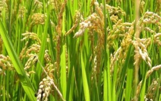 盛泰優(yōu)997水稻品種的特性，秈型三系雜交水稻品種