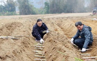 一畝甘蔗的利潤,利潤1000-6600元