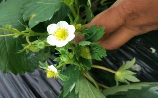 哪些因素會(huì)影響草莓膨大，主要有種子、溫度、光照等5個(gè)原因