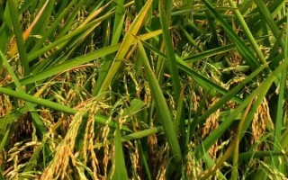華瑞稻1號(hào)水稻種子介紹，全生育期153.2天