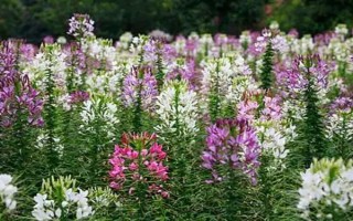 怎么種醉蝶花，種之前需浸種6小時左右