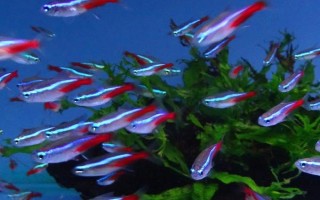 紅綠燈魚多大可以繁殖，養(yǎng)8-10個月便可繁殖